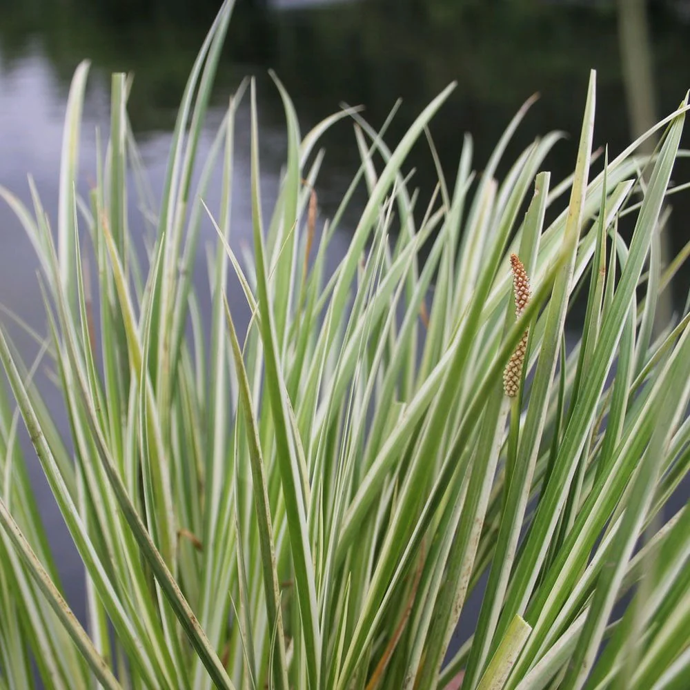 Acorus Gramineus Variegatus - Variegated Slender Sweet Flag - Image 5