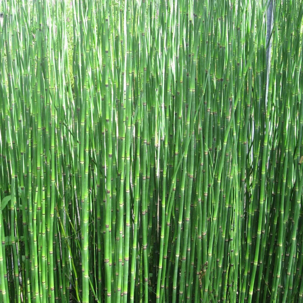 Equisetum Hyemale - Rough Horsetail - Image 5